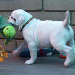 Grand Future Wonder - American Bulldog Puppy For Sale