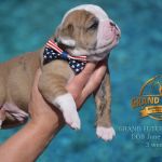 Grand Future American Bulldog Puppy
