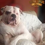 Grand Future Everest