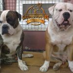 Grand Future Newborn Romantic Macho & Grand Future Nuts (littermates)