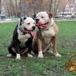 Grand Future Oligarch and Grand Future Ohio (littermates)