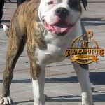 Grand Future Othello