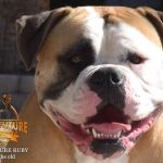 Grand Future Ruby - American Bulldog