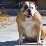 Grand Future Ruby - American Bulldog