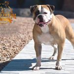 Grand Future Ruby - American Bulldog