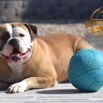 Grand Future Ruby - American Bulldog