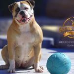 Grand Future Ruby - American Bulldog