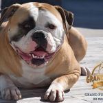 Grand Future Ruby - American Bulldog