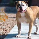 Grand Future Ruby - American Bulldog