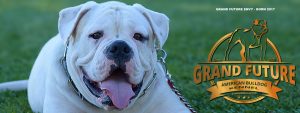 American Bulldog - Grand Future Envy