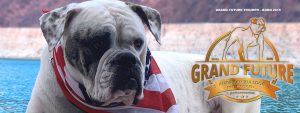 American Bulldog - Grand Future Triumph