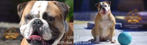 Grand Future Nectar x Ruby - American Bulldog puppies