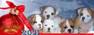 American Bulldog Puppies For Sale