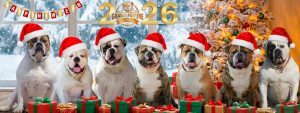 Grand Future American Bulldog Kennel