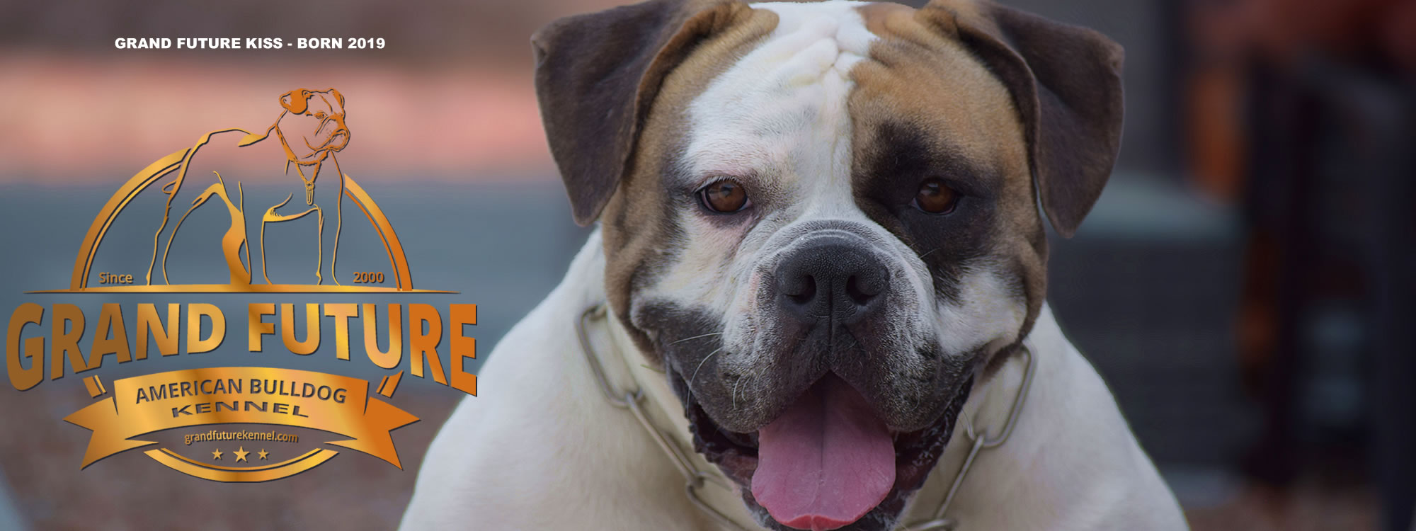 Champion Pedigree American Bulldog Puppies for Sale - GRAND FUTURE KENNEL - American Bulldog Kennel