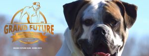 Grand Future Kiss - American Bulldog