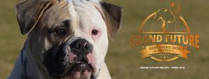 Grand Future Melody - American Bulldog