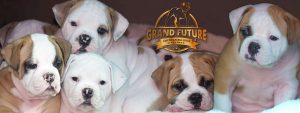 American Bulldog Puppies For Sale