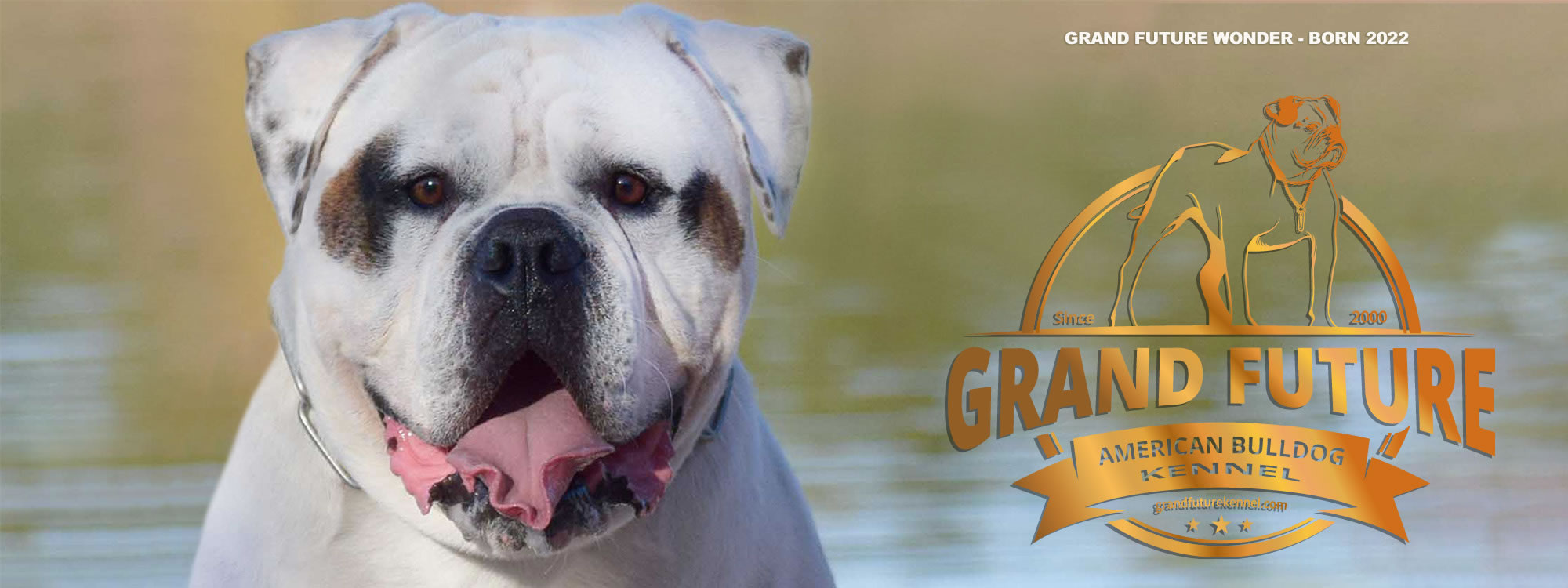 Champion Pedigree American Bulldog Puppies for Sale - GRAND FUTURE KENNEL - American Bulldog Kennel