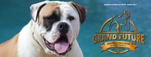 American Bulldog - Grand Future Elysium Stud