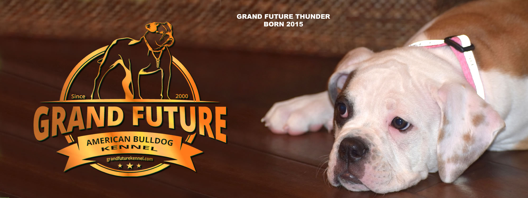 Champion Pedigree American Bulldog Puppies for Sale - GRAND FUTURE KENNEL - American Bulldog Kennel