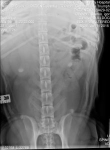 Spine Radiograph
