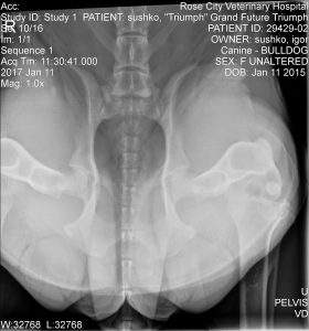PennHip Compressed Hips Radiograph