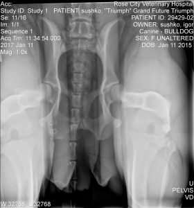 PennHip Distracted Hips Radiograph