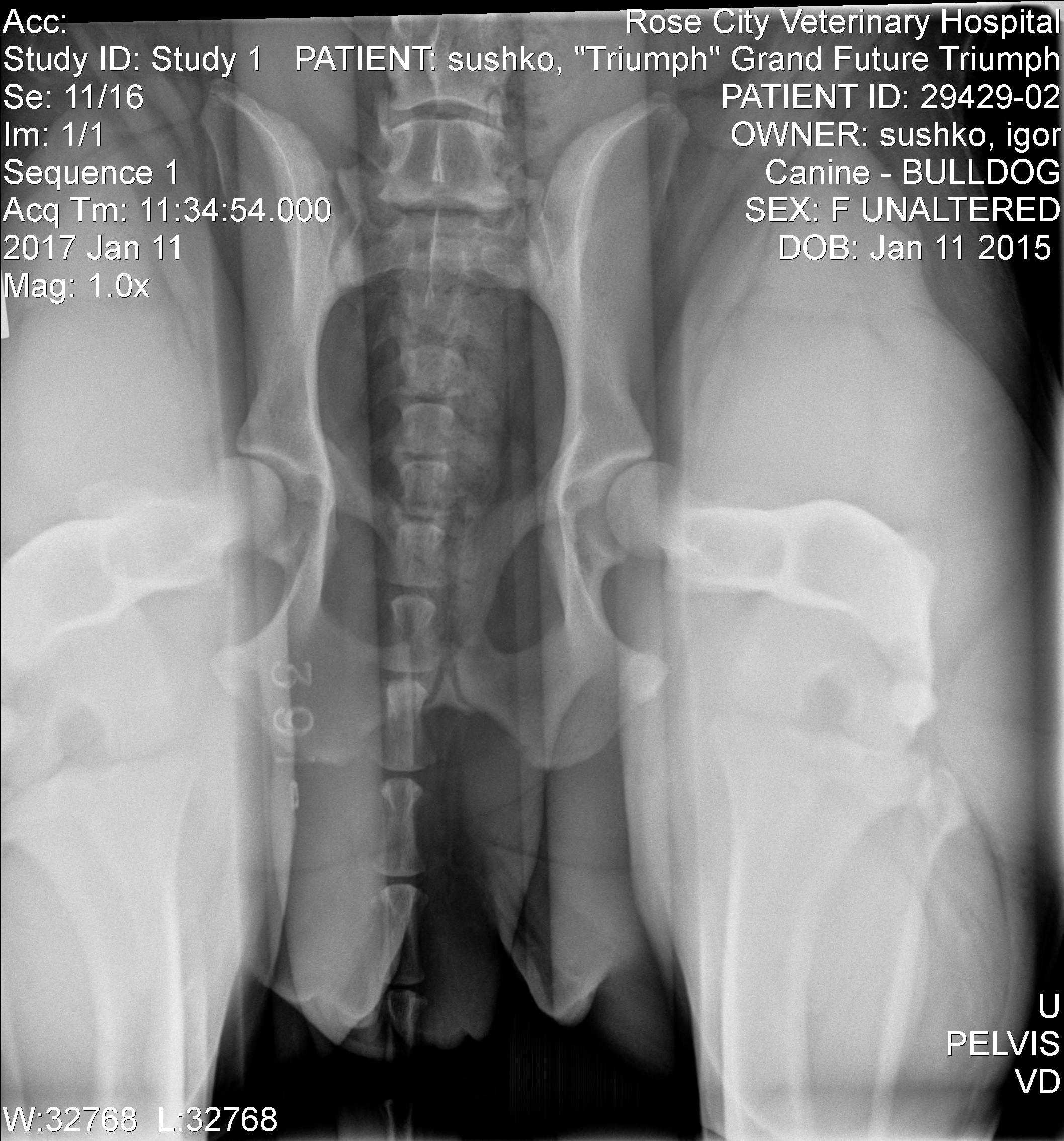 PennHip Distracted Hips Radiograph
