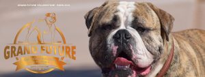 Grand Future Yellowstone - American Bulldog Stud